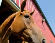 naves-prefabricadas-navekit-naves-ganaderas-caballos