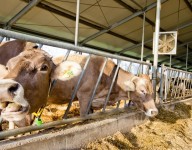 naves-prefabricadas-navekit-naves-ganaderas-vacas-estructura-acero-galvanizado