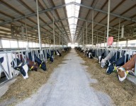 naves-prefabricadas-navekit-naves-ganaderas-vacuno-vacas-estructura-acero-galvanizado