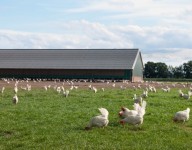 naves-prefabricadas-naves-agricolas-gallinas
