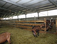 naves-prefabricadas-naves-ganaderas-vacuno-ovejas-cabras-vacas