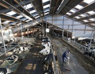naves-prefabricadas-naves-ganaderas-vacuno-vacas